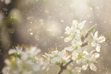 Close up of pollen specks near flowers, courtesy of Getty Images